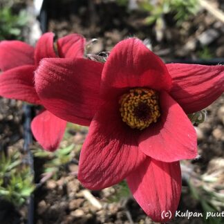 Pulsatilla - TARHAKYLMÄNKUKKA 'Rote Glocke' ('Röde Klokke')
