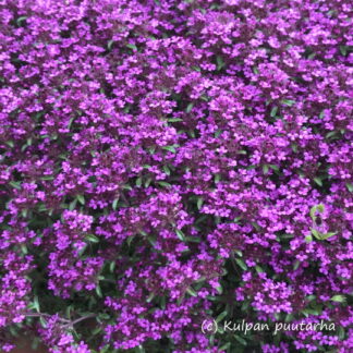 Thymus - HARMAA-AJURUOHO 'Coccineus'