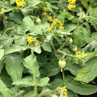 TOMAATTI 'Bocus Fruchta' (pensas-)