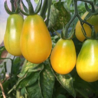 TOMAATTI 'Yellow Submarine' (kirsikka-)
