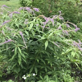 Veronicastrum - VIRGINIANTÄDYKE