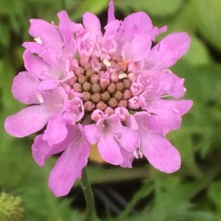 Scabiosa - KIVIKKOTÖRMÄKUKKA 'Pinchusion Pink'