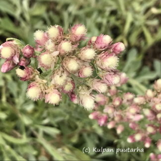 Antennaria - AHOKISSANKÄPÄLÄ