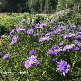 Aster - SYYSASTERI lila