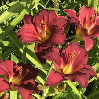 Hemerocallis - TARHAPÄIVÄNLILJA 'Chicago Apache'
