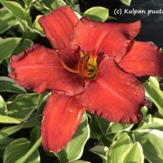 Hemerocallis - TARHAPÄIVÄNLILJA 'Chicago Apache'