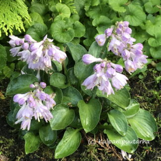 Hosta - JALOKUUNLILJA 'Blue Mouse Ears'