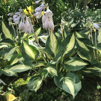 Hosta - JALOKUUNLILJA 'Lakeside Cupcake'