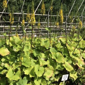 Ligularia - LAPINNAUHUS
