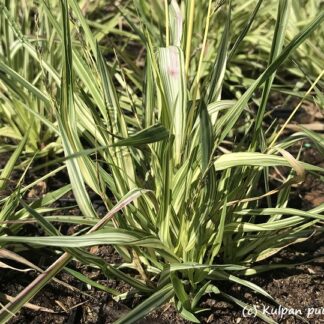 Molinia - SINIHEINÄ 'Variegata'