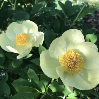 Paeonia - KAUKASIANPIONI
