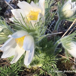 Pulsatilla - TARHAKYLMÄNKUKKA 'Alba'
