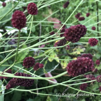 Sanguisorba - PUNALUPPIO (ROHTOLUPPIO)
