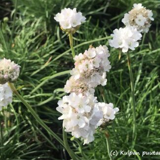 Armeria - TARHALAUKKANEILIKKA 'Alba'