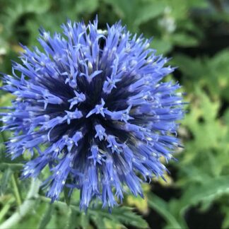 Echinops - SINIPALLO-OHDAKE 'Blue Glow'