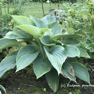 Hosta - JALOKUUNLILJA 'Empress Wu'®
