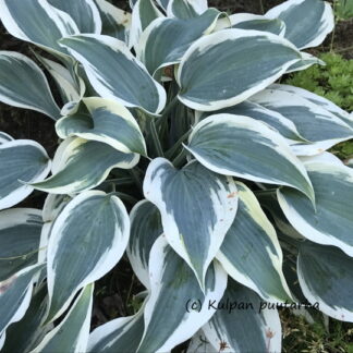 Hosta - JALOKUUNLILJA 'Firn Line'
