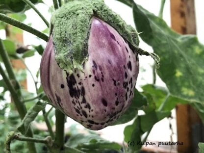 MUNAKOISO 'Rotonda Bianca Sfumata di Rosa'
