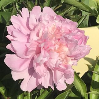 Paeonia - KIINANPIONI 'Angel Cheeks'