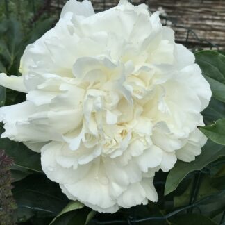 Paeonia - KIINANPIONI 'Ann Cousins'