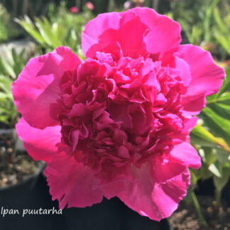 Paeonia - KIINANPIONI 'Big Ben'