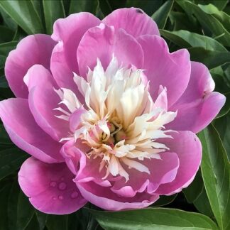 Paeonia - KIINANPIONI 'Bowl of Beauty'