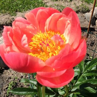Paeonia - KIINANPIONI 'Coral Sunset'
