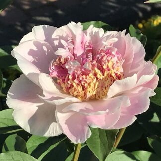Paeonia - KIINANPIONI 'Do Tell'