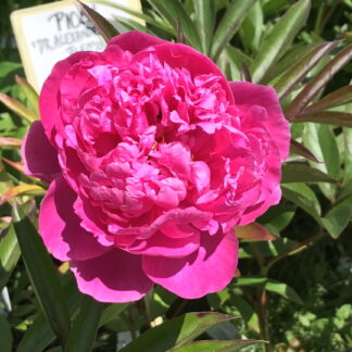Paeonia - KIINANPIONI 'Dr. Alexander Fleming'