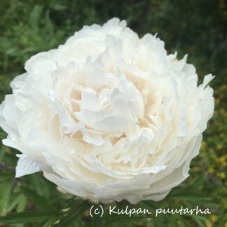 Paeonia - KIINANPIONI 'Elsa Sass'