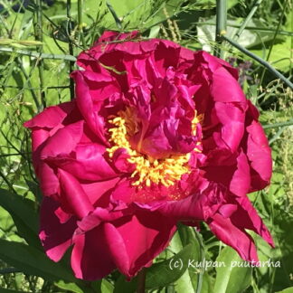 Paeonia - KIINANPIONI 'Karl Rosenfield'