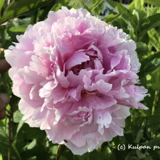 Paeonia - KIINANPIONI 'Sweet Harmony'