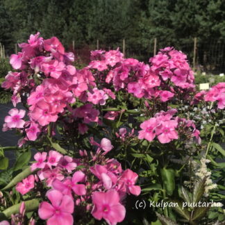 Phlox - SYYSLEIMU 'Sweet Summer® Candy'™