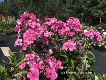 Phlox - SYYSLEIMU 'Sweet Summer® Candy'™