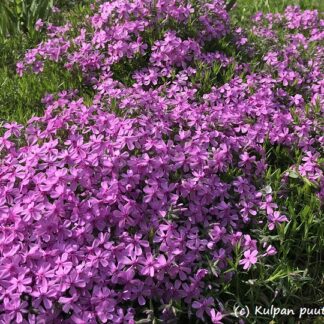 Phlox - SAMMALLEIMU 'Maj’