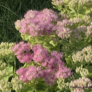 Sedum - SYYSMAKSARUOHO 'Brilliant'