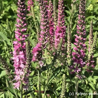 Veronica - TÄHKÄTÄDYKE 'Pink Goblin'