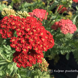 Achillea - PUNAKÄRSÄMÖ 'Red Velvet'