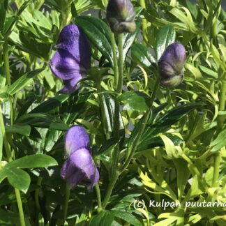 Aconitum - AITOUKONHATTU