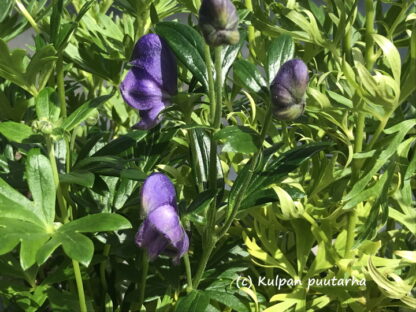 Aconitum - AITOUKONHATTU