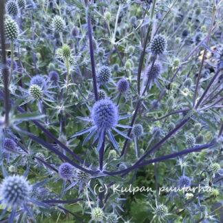 Eryngium - SINIPIIKKIPUTKI