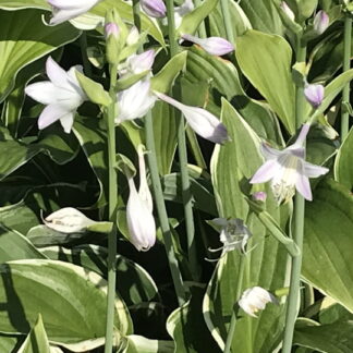 Hosta - KOMEAKUUNLILJA 'Aureomarginata'