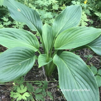 Hosta - JALOKUUNLILJA 'Kingsize'