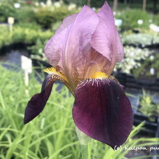Iris - TARHAKURJENMIEKKA 'Indian Chief'