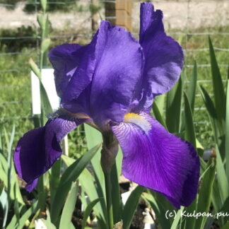 Iris - TARHAKURJENMIEKKA 'Joanna'