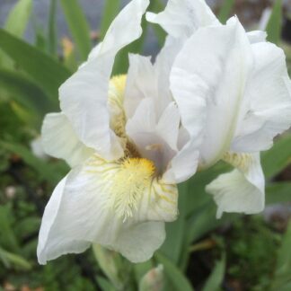 Iris - PIKKUKURJENMIEKKA valkoinen