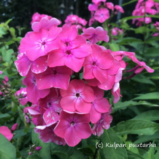 Phlox - SYYSLEIMU 'Elli'