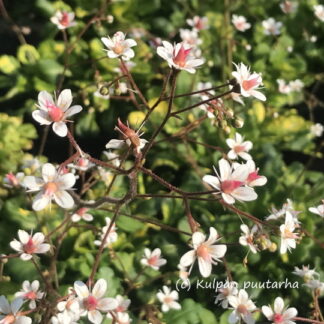 Saxifraga - POSLIINIRIKKO 'Variegata'