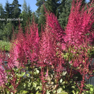 Astilbe - JALOANGERVO (Mighty®) 'Chocolate Cherry'
