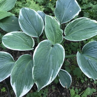 Hosta - JALOKUUNLILJA 'Diana Remembered'
